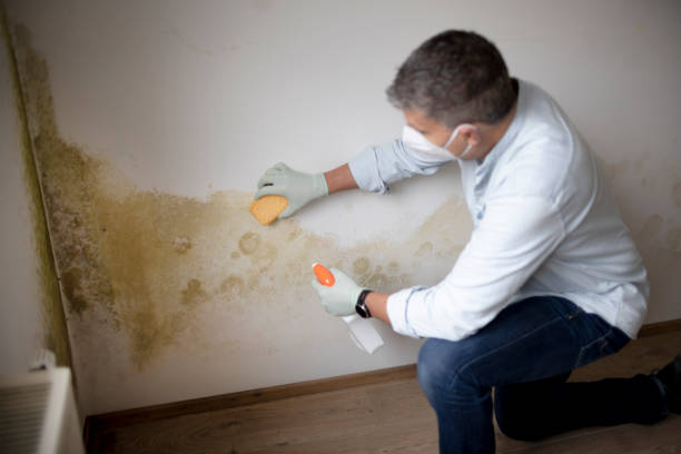 Best Mold Damage Restoration  in Elberton, GA