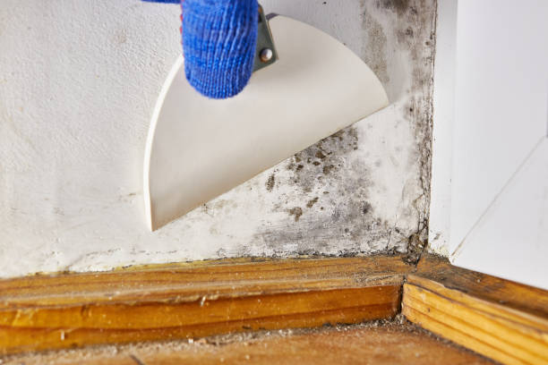 Best HVAC Mold Inspection and Cleaning  in Elberton, GA