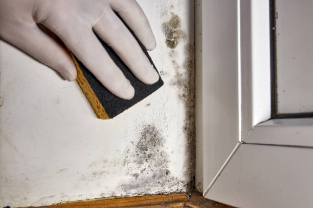 Best Residential Mold Inspection & Testing  in Elberton, GA